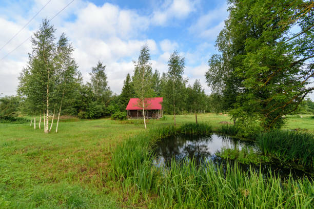 istock nature details in forest in summer 897287798