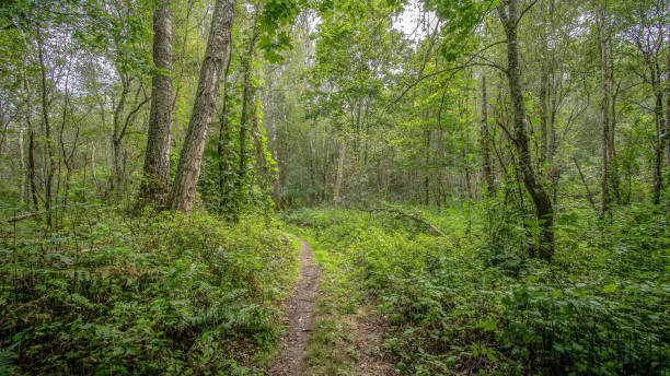 istock nature details in forest in summer 897287906
