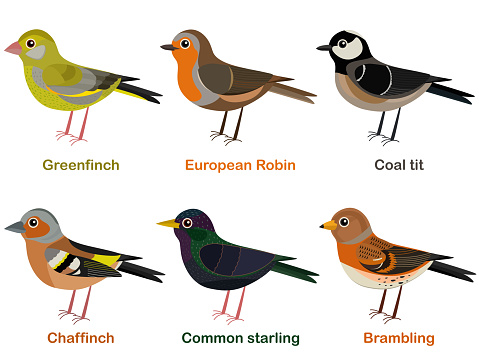 Vector illustration set of cute European bird cartoons - greenfinch, Robin, Coal tit, Chaffinch, Common starling, Brambling