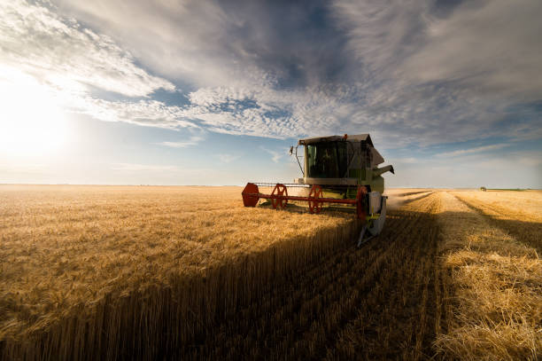 istock Harvesting of wheat field in summer 897288194