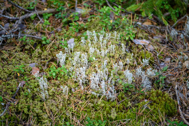 istock nature details in forest in summer 897288250