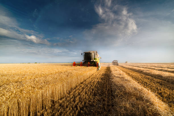 istock Harvesting of wheat field in summer 897288252