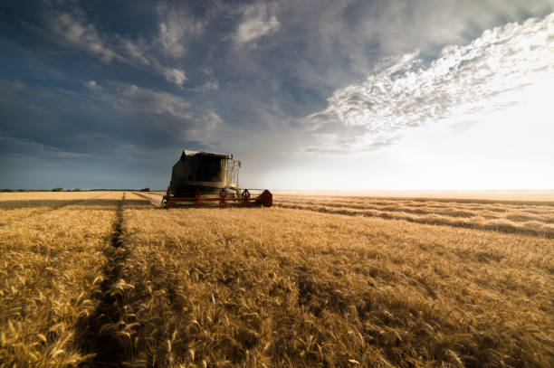 istock Harvesting of wheat field in summer 897288286