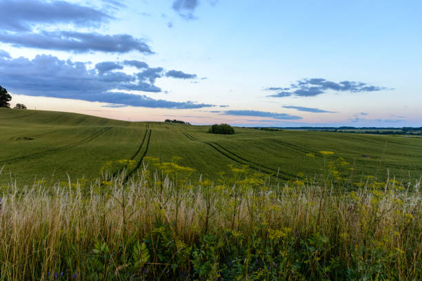 istock empty colorful meadows in countryside with flowers in foreground 897288298