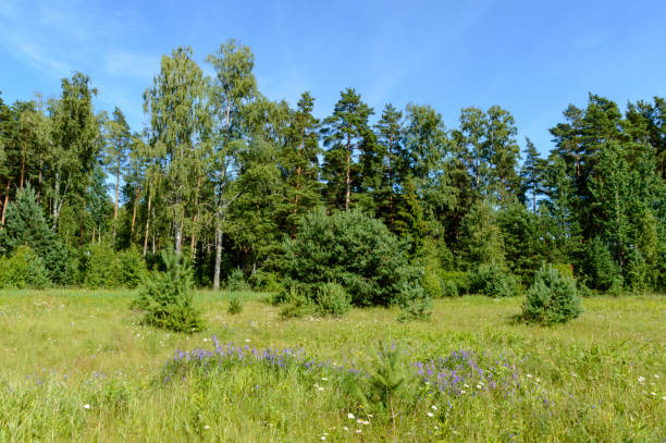 istock empty colorful meadows in countryside with flowers in foreground 897288304