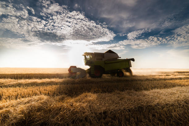 istock Harvesting of wheat field in summer 897288390