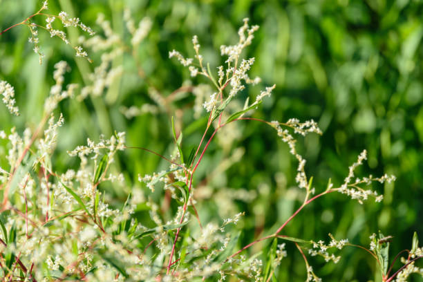 istock nature details in forest in summer 897288432