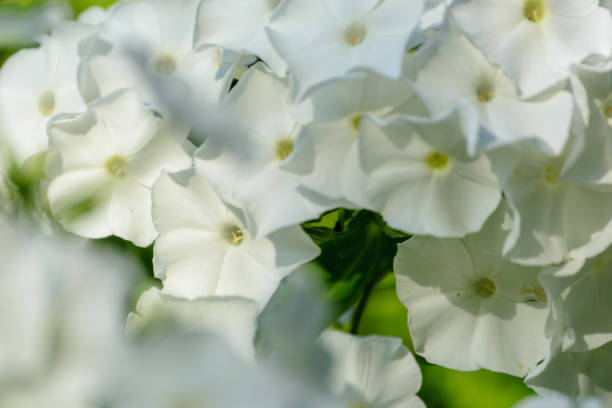 istock flowers in close up in summer 897288442