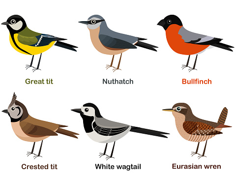 Vector illustration set of cute European bird cartoons - Great tit, Nuthatch, Bullfinch, Crested tit, White wagtail, Eurasian Wren