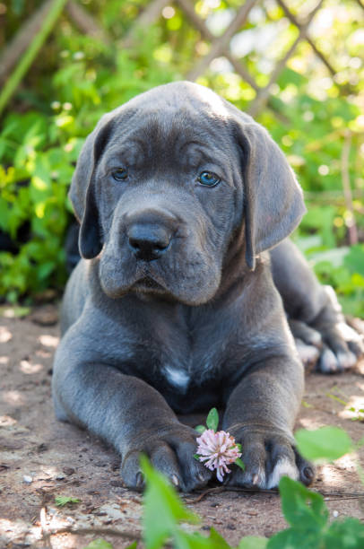 istock Gray Great Dane dog puppy sniffs a flower outdoor 897295530
