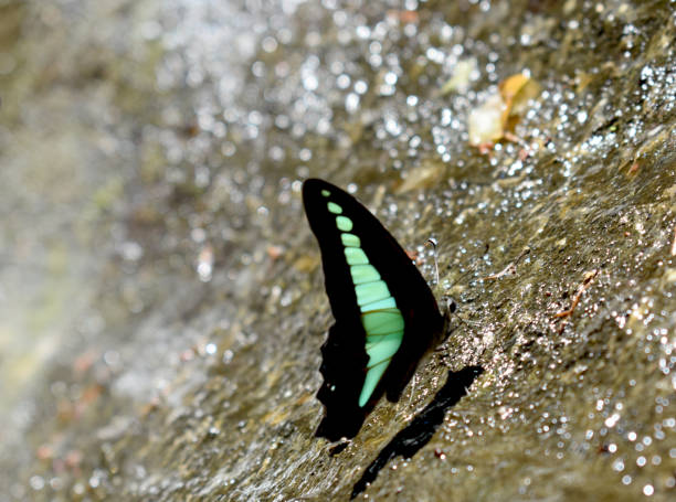 istock Indonesian green butterfly 897297858