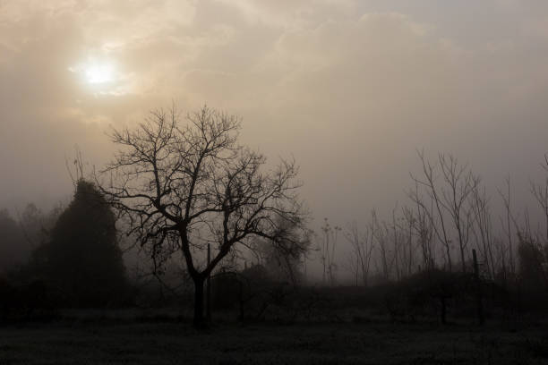 Photo of A tree and some other plants in the middle of mist, with faint sun filtering through some clouds
