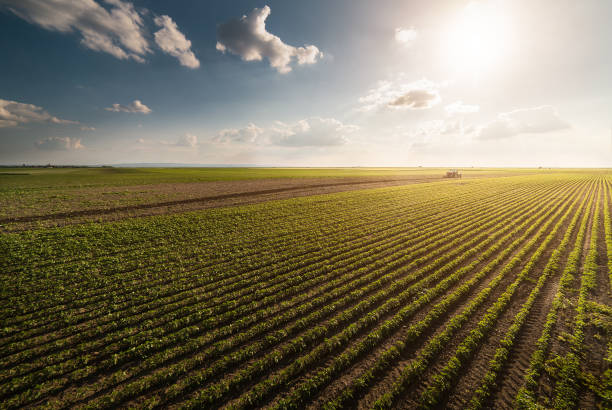 трактор распыления пестицидов на соевом поле с опрыскиватель весной - spraying crop sprayer farm agriculture стоко�вые фото и изображения