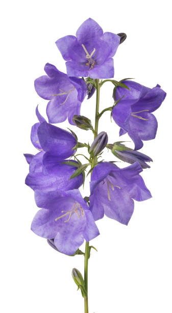 istock eight violet bellflower blooms on green stem 897324040