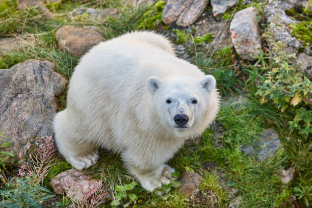 eisbären in der wildnis. tierwelt tier hintergrund. - polar bear young animal isolated cub stock-fotos und bilder