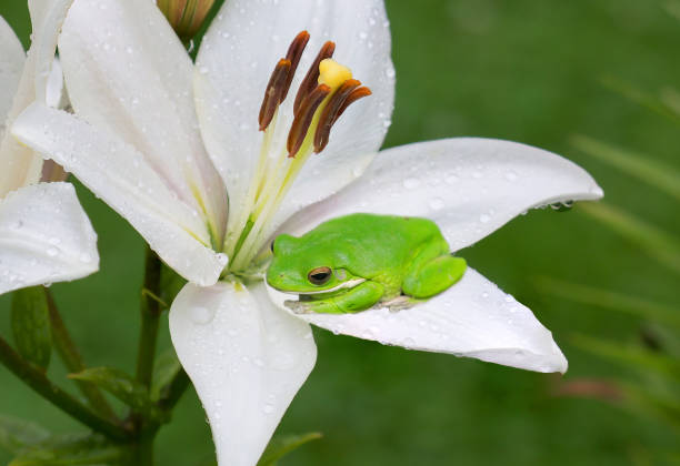 istock White Lily and green frog 897329722