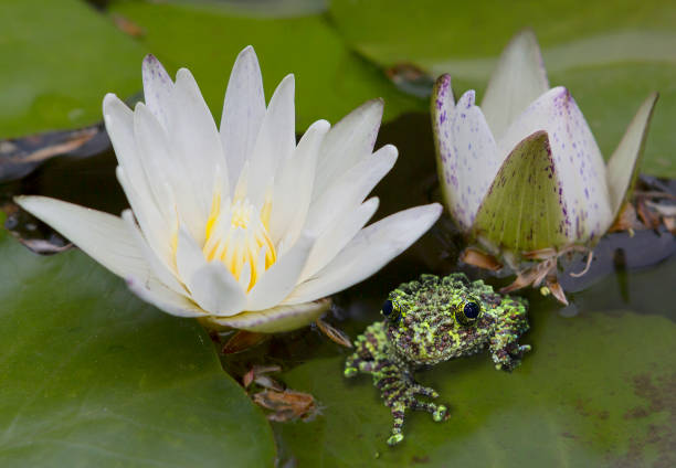 istock Lotus flower and frog 897329874