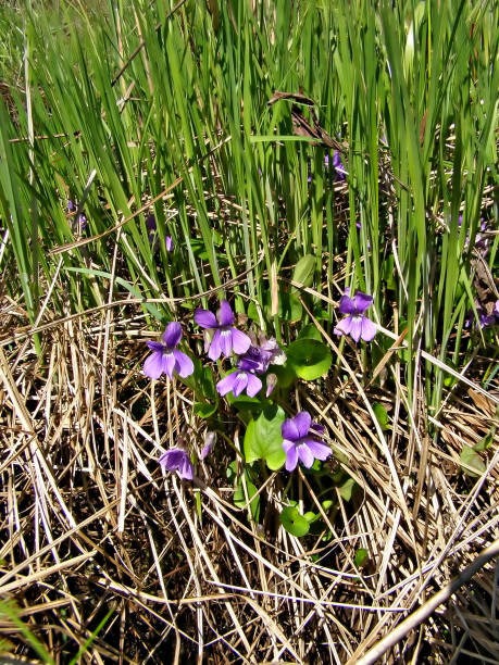 istock field flowerses amongst dry herb 897331986