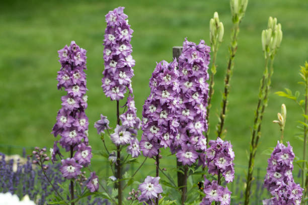 istock Purple Delphinium Flower in Garden 897332264