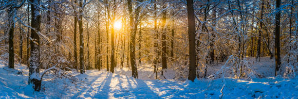 istock Winter snow in idyllic forest glade illuminated golden sunset panorama 897335344