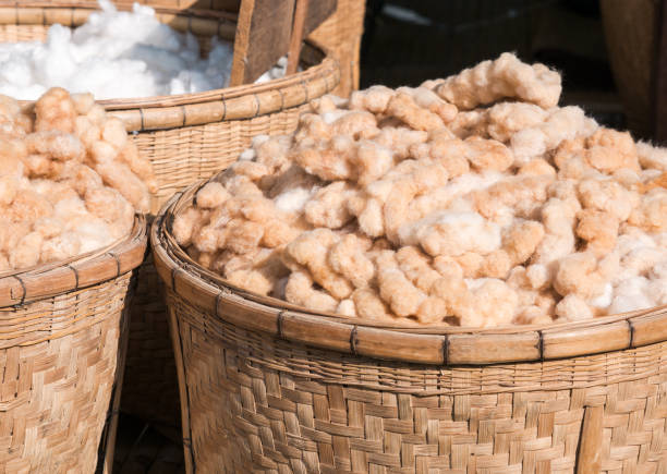istock Preparation of cotton for woven lines. 897347446