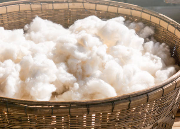istock Preparation of cotton for woven lines. 897347454