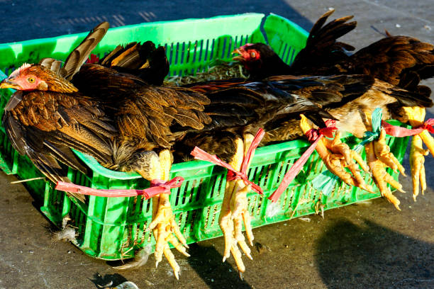 istock Live chickens for sale at Saigon Market 897348240