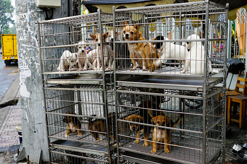 Cachorros en jaula en venta photo