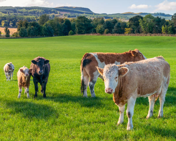 istock Cows and calves gathering in a field 897361542