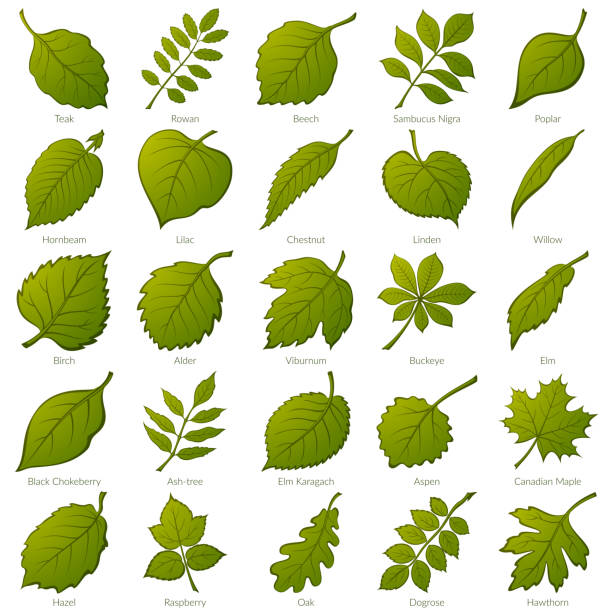 ilustraciones, imágenes clip art, dibujos animados e iconos de stock de conjunto de hojas de plantas, - elm leaves