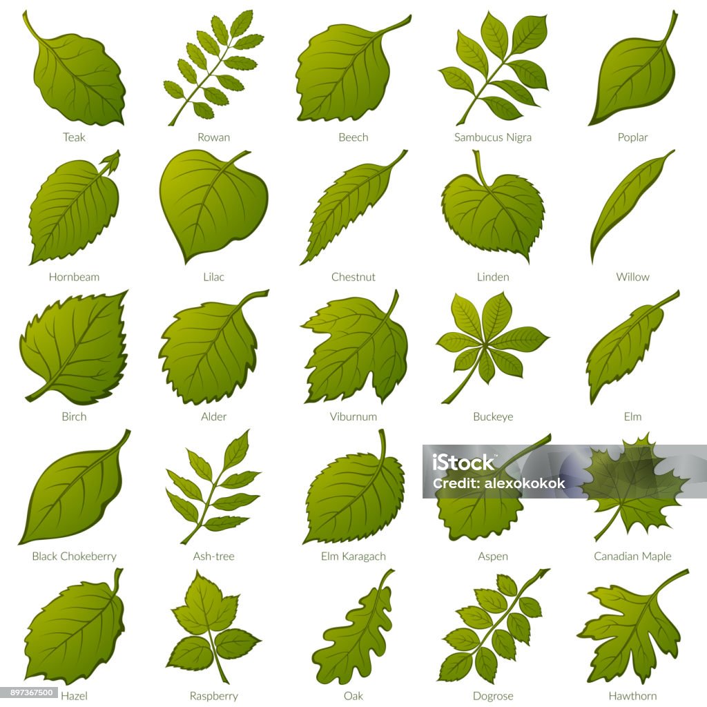 Set de feuilles des plantes, - clipart vectoriel de Feuille libre de droits