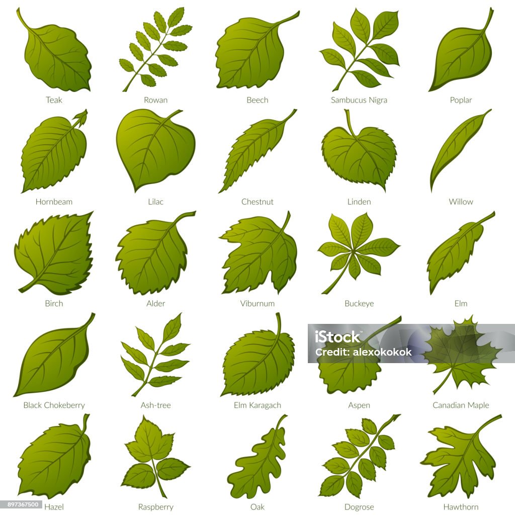 Leaves of Plants, Set Set of Green Leaves of Various Plants, Trees and Shrubs, Nature Icons for Your Design. Vector Leaf stock vector