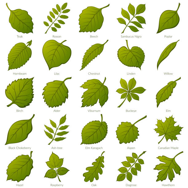 Leaves of Plants, Set Set of Green Leaves of Various Plants, Trees and Shrubs, Nature Icons for Your Design. Vector aspen leaf stock illustrations