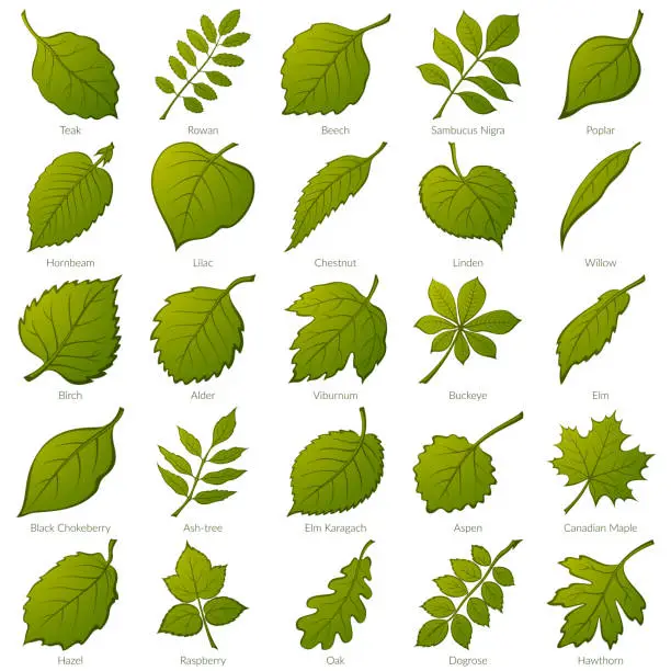 Vector illustration of Leaves of Plants, Set