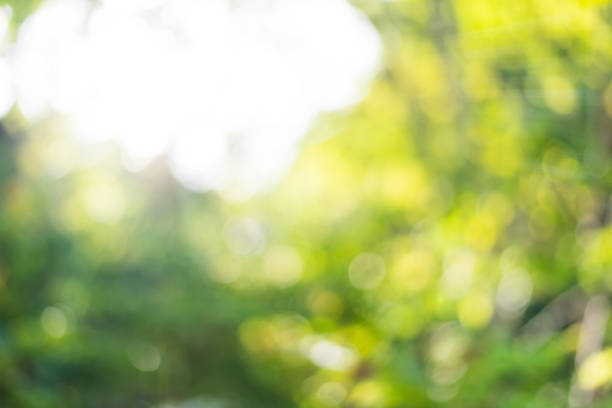 istock Warm green and yellow color tone blurred nature 897371826