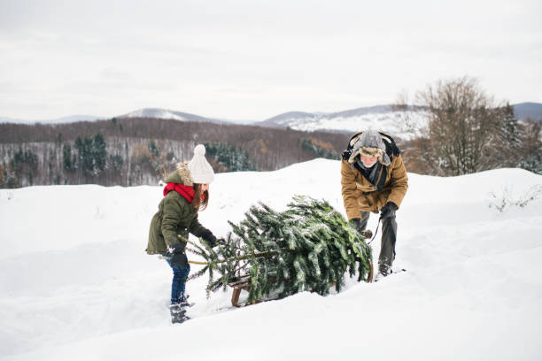 istock Grandfather and small girl getting a Christmas tree in forest. 897391586