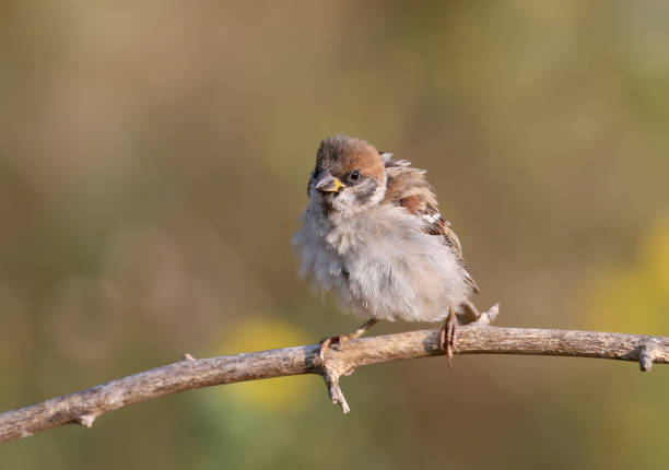 istock Close up portrait of the sparrow 897392206