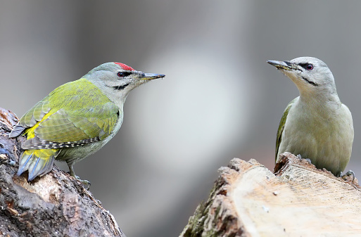 Male and female gray woodpecker together on one log. Birds isolated on a blurred gray background