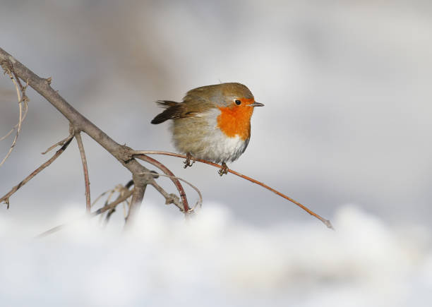 istock A drop of the sun on the snow 897392314