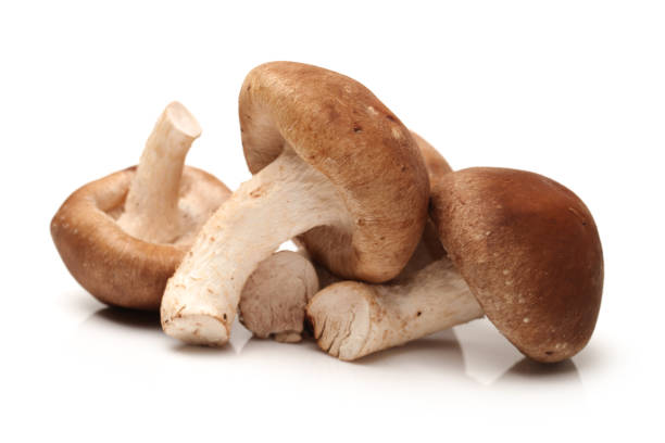 椎茸の孤立した白い背景 - edible mushroom shiitake mushroom fungus chinese cuisine ストックフォトと画像