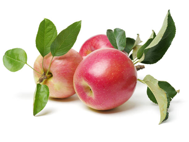 istock Stem and Leaves for Apple  isolated on white background. 897413424
