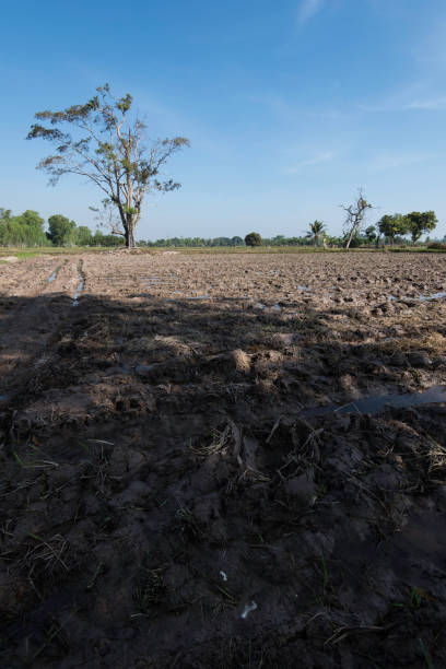 istock Muddy rice field showing excess water even after harvest. 897420284