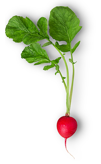 Fresh red radish with leaf isolated on white background. Clipping Path. Full depth of field.