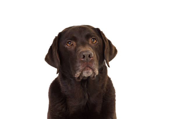 istock Chocolate brown labrador isolated in white 897435858