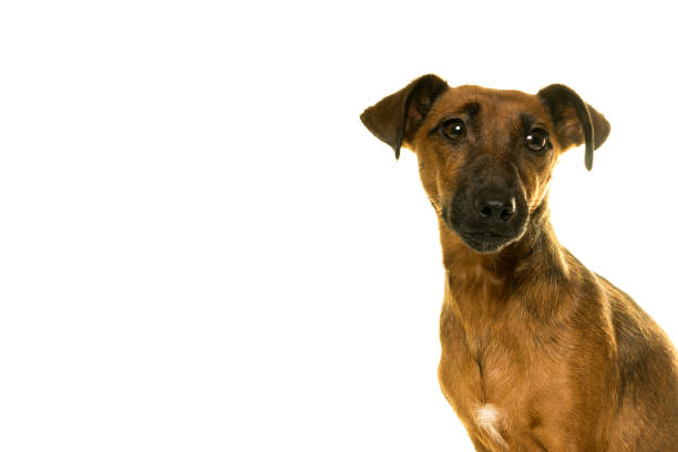 istock Jack Russel female portrait isolated in white 897436064