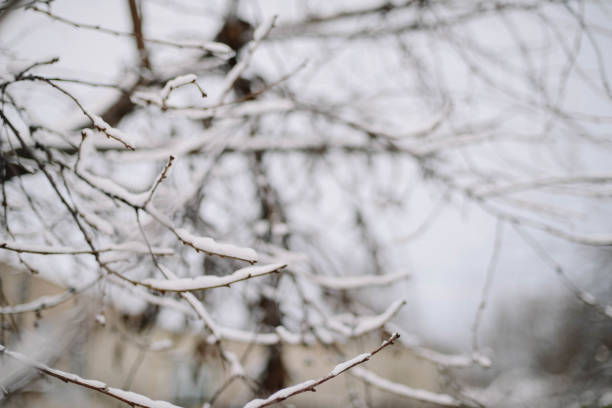 First snow stuck on the branches of trees. Frost and cold day.