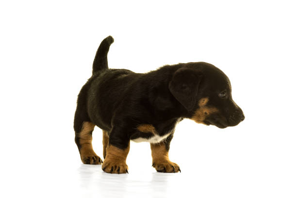 istock Jack Russel puppy  isolated in white background 897446946
