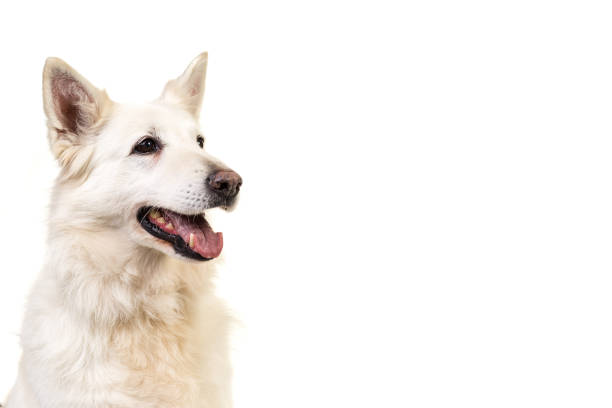 White swiss shepherd dog portrait facing the camera isolated on a white background