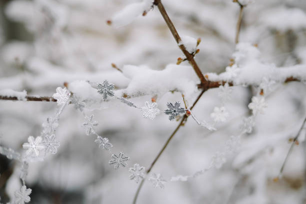First snow stuck on the branches of trees. Frost and cold day.