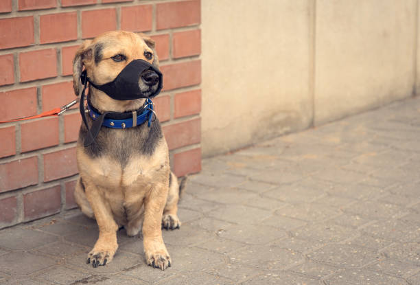 istock Sad mongrel dog waiting for owner 897447996